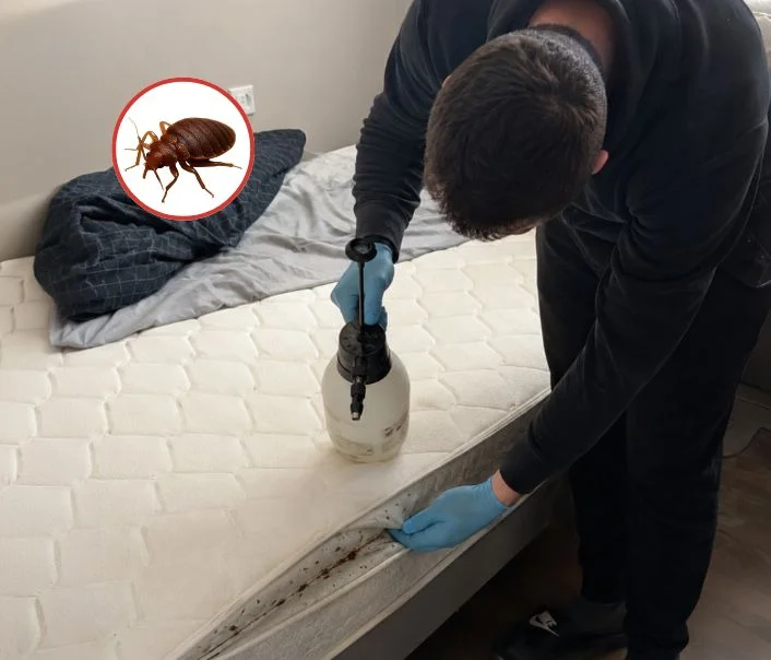 Technicien traitant un matelas contre les punaises de lit à Chatou